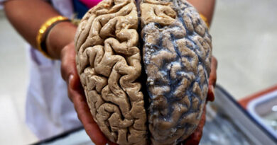 12 interesting human brain facts you must know